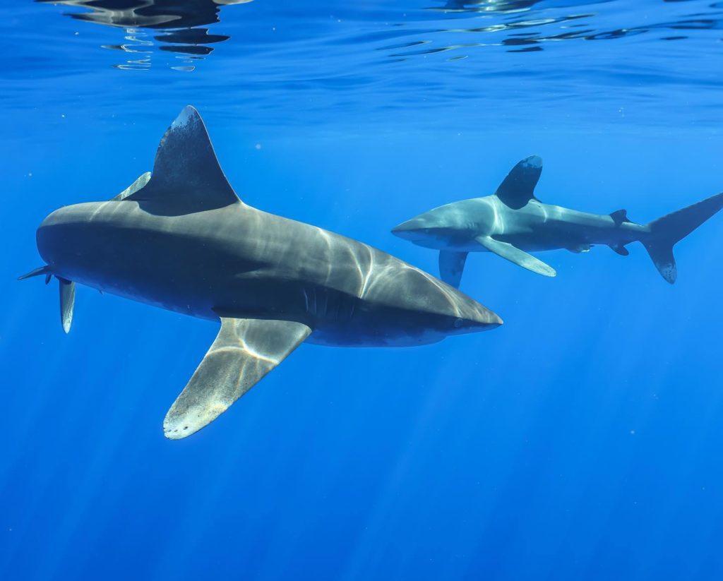 shark tours big island hawaii