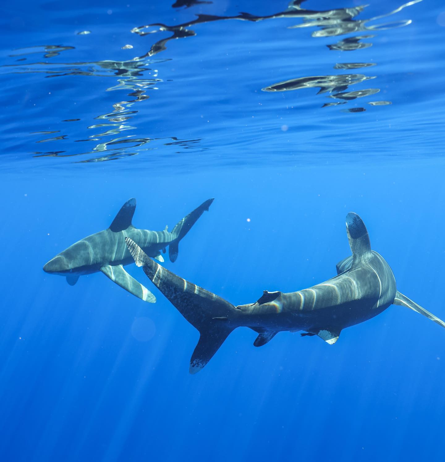 The Best Shark Diving in Kona Hawaii Kona Honu Divers