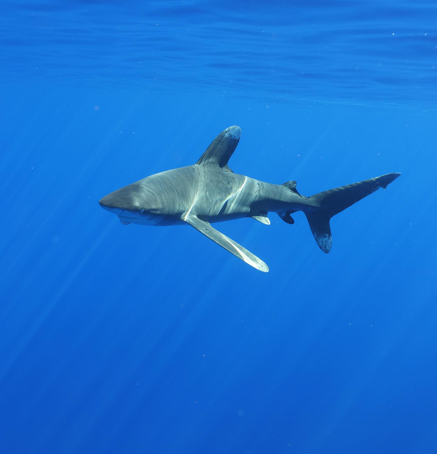 The Best Shark Diving in Kona Hawaii Kona Honu Divers