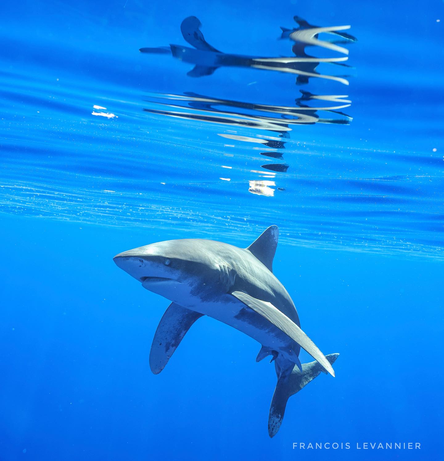 The Best Shark Diving in Kona Hawaii Kona Honu Divers