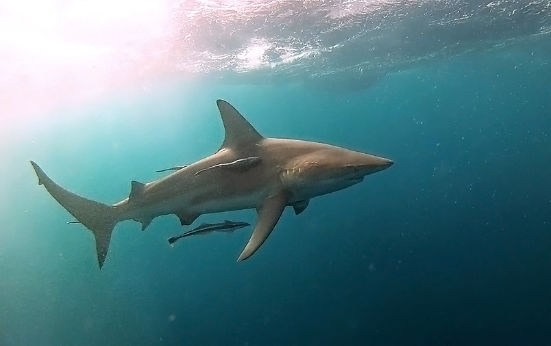 shark tours big island hawaii