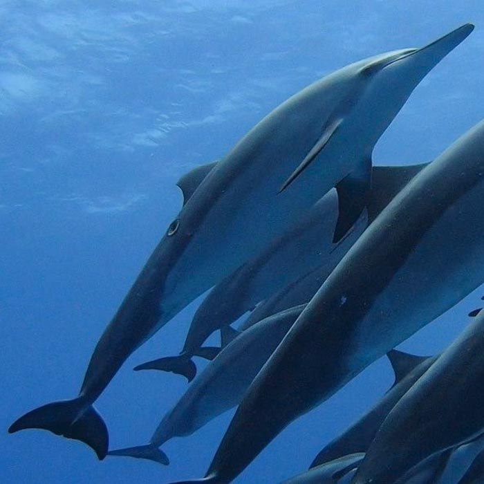 shark tours big island hawaii