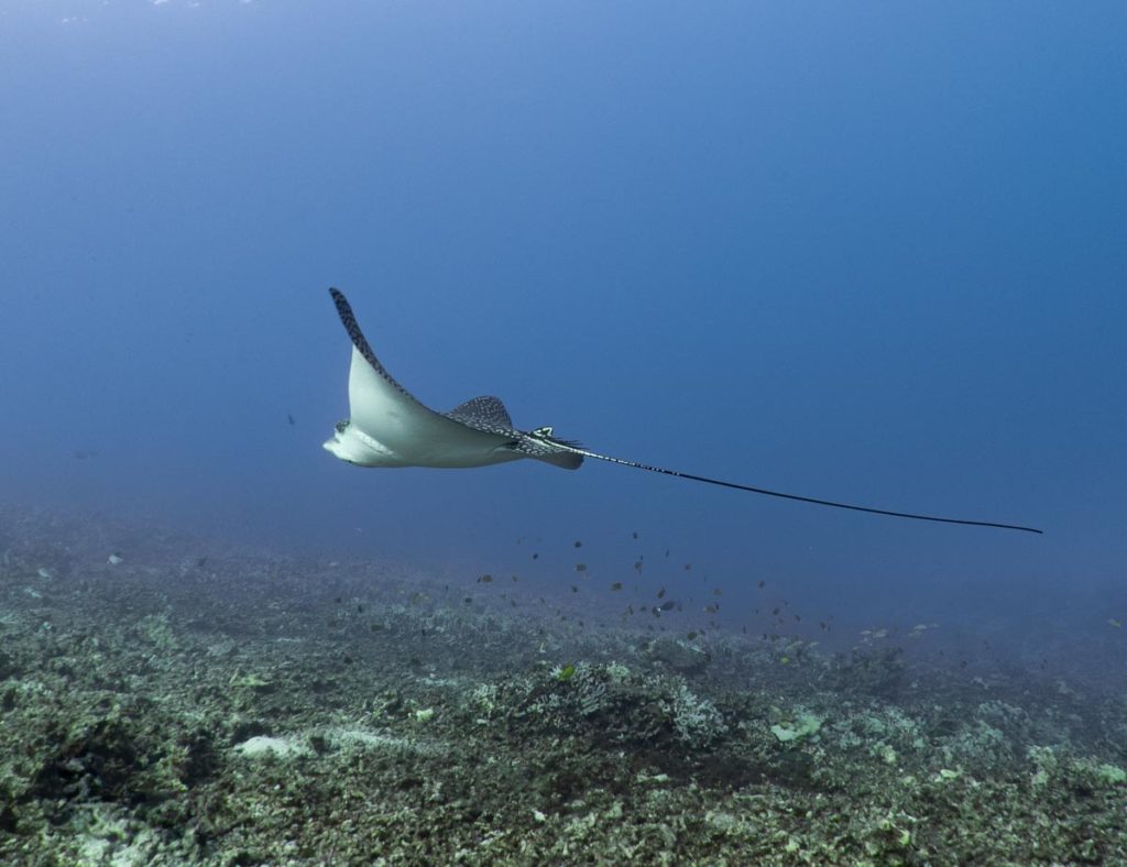 a lone eagle ray swims over the reef