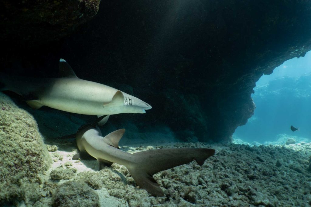 2 white tip reef sharks lay in a cavern  near the opening