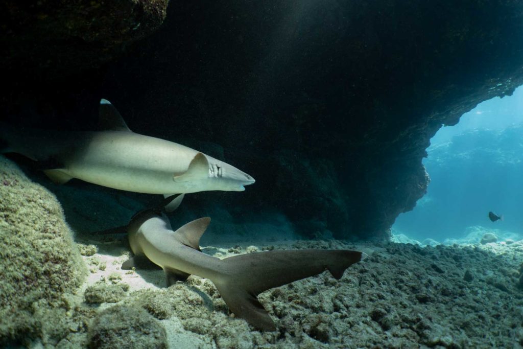 When it comes to preparing meals, even tiger sharks take the easy