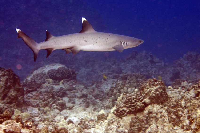 a white tip reef shark swims away just over the reef