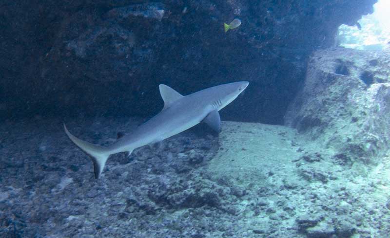a grey reef shark swims away just over the rocky seafloor
