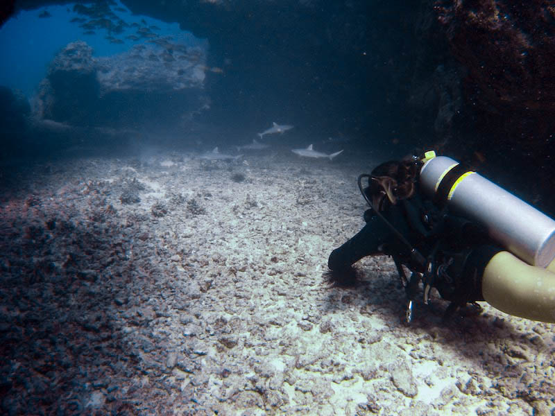 a diver swims slowly on the ocean floor towards an arch filled with fish and baby grey reef sharks