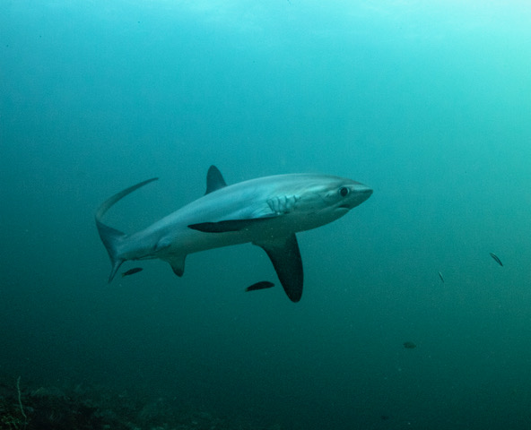 shark tours big island hawaii