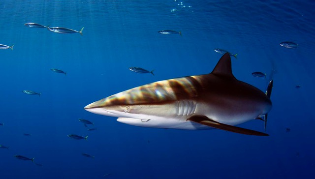 shark tours big island hawaii