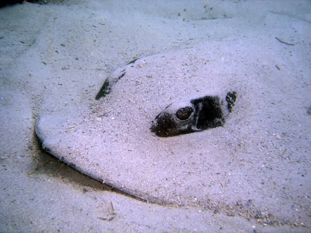 shark tours big island hawaii