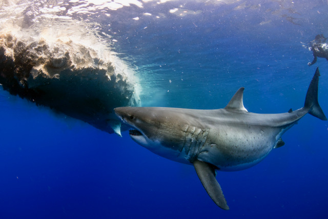 shark tours big island hawaii