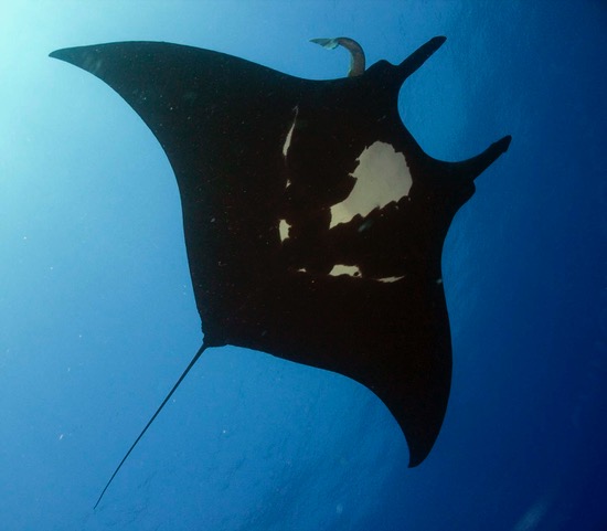 shark tours big island hawaii