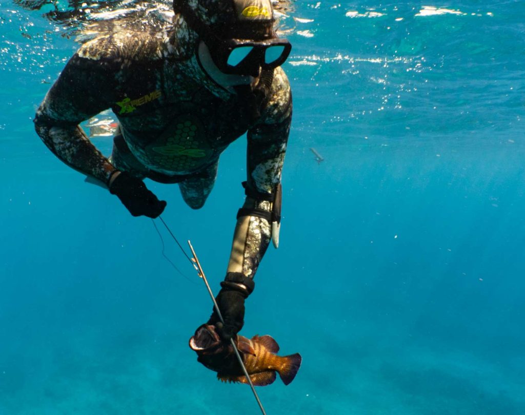 a Spearfisherman holds a spear with a fish on it while floating on the surface of the ocean