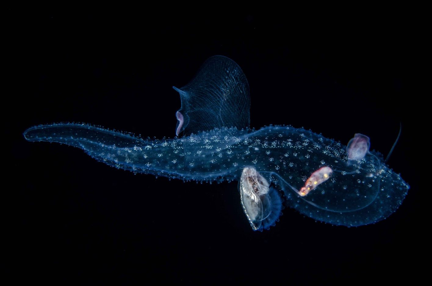translucent unidentified sea creature  floating in the black night ocean water