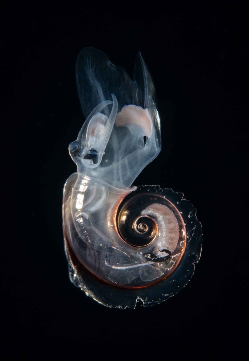 translucent sea shell creature in the black ocean night