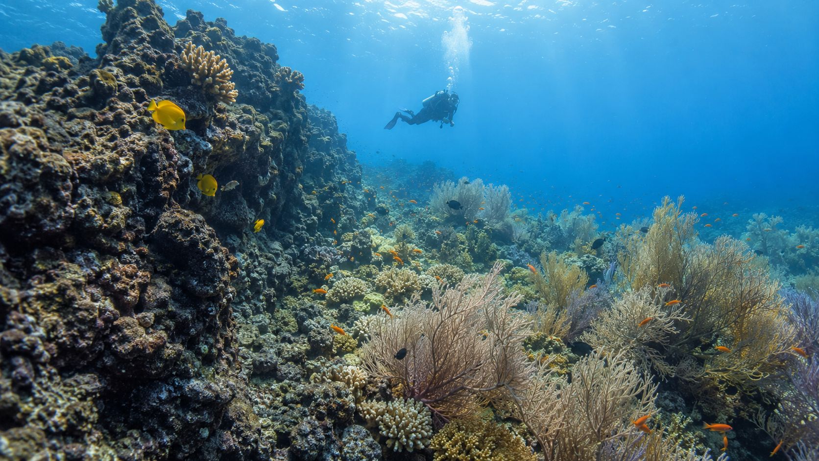 A scuba diver explores a vibrant coral reef teeming with colorful tropical fish in crystal clear water.