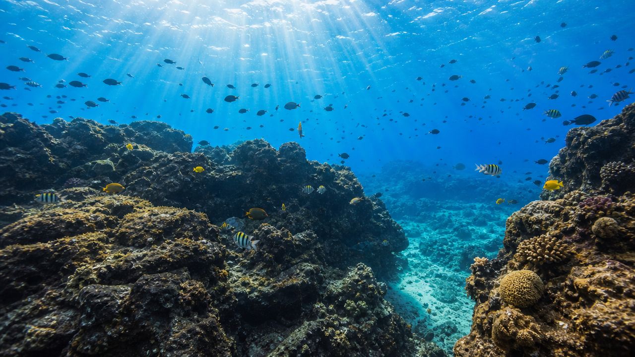 Vibrant coral reef with schools of tropical fish swimming in clear blue water off Kona Hawaii