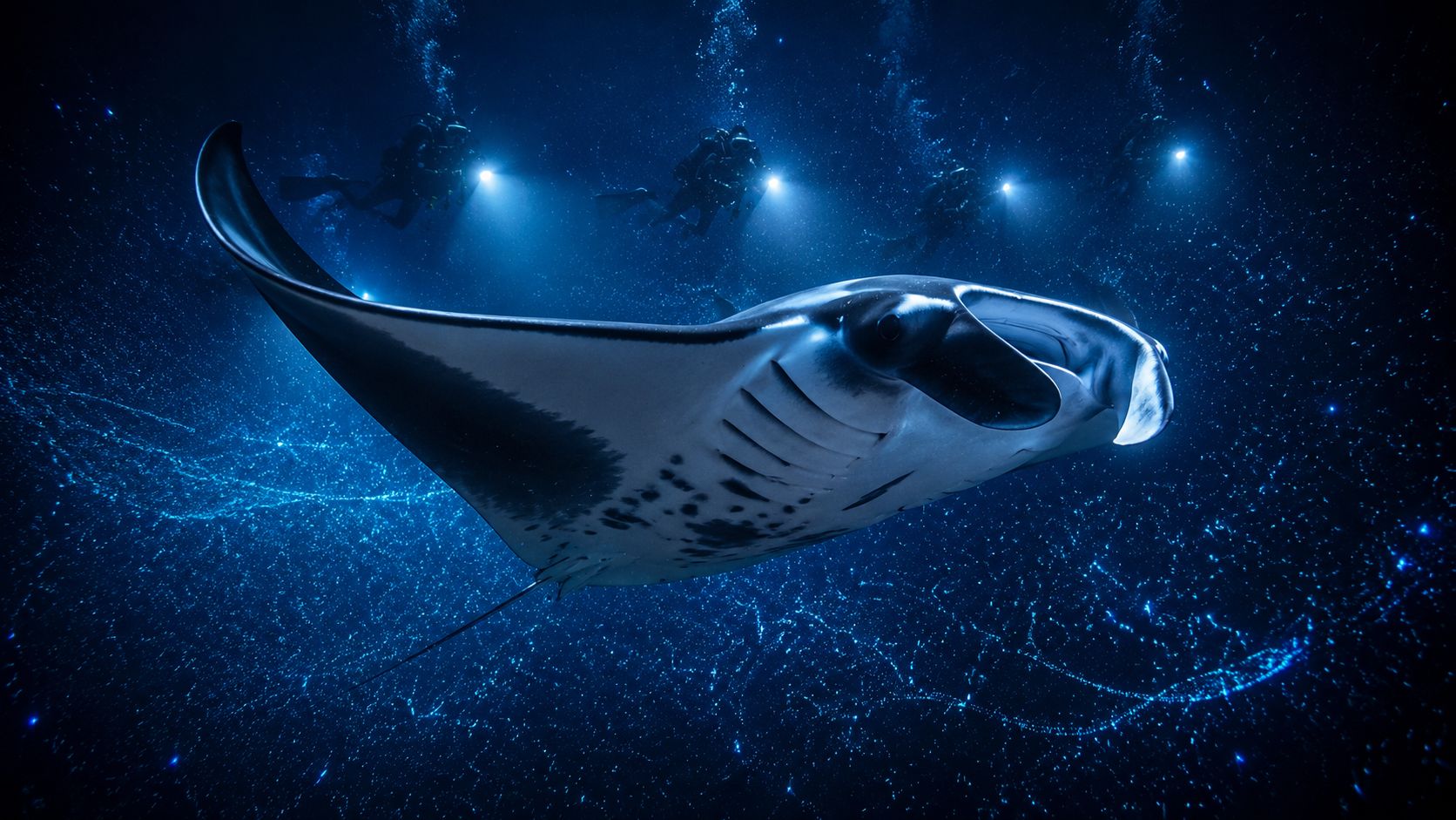 A majestic manta ray swimming gracefully in deep ocean waters near scuba divers using bright flashlights.