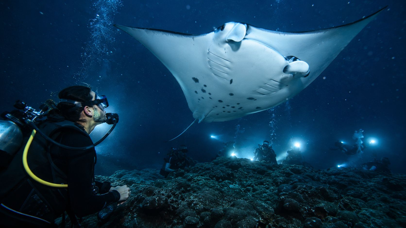 A scuba diver kneeling on the ocean floor observes a large manta ray swimming overhead at night.