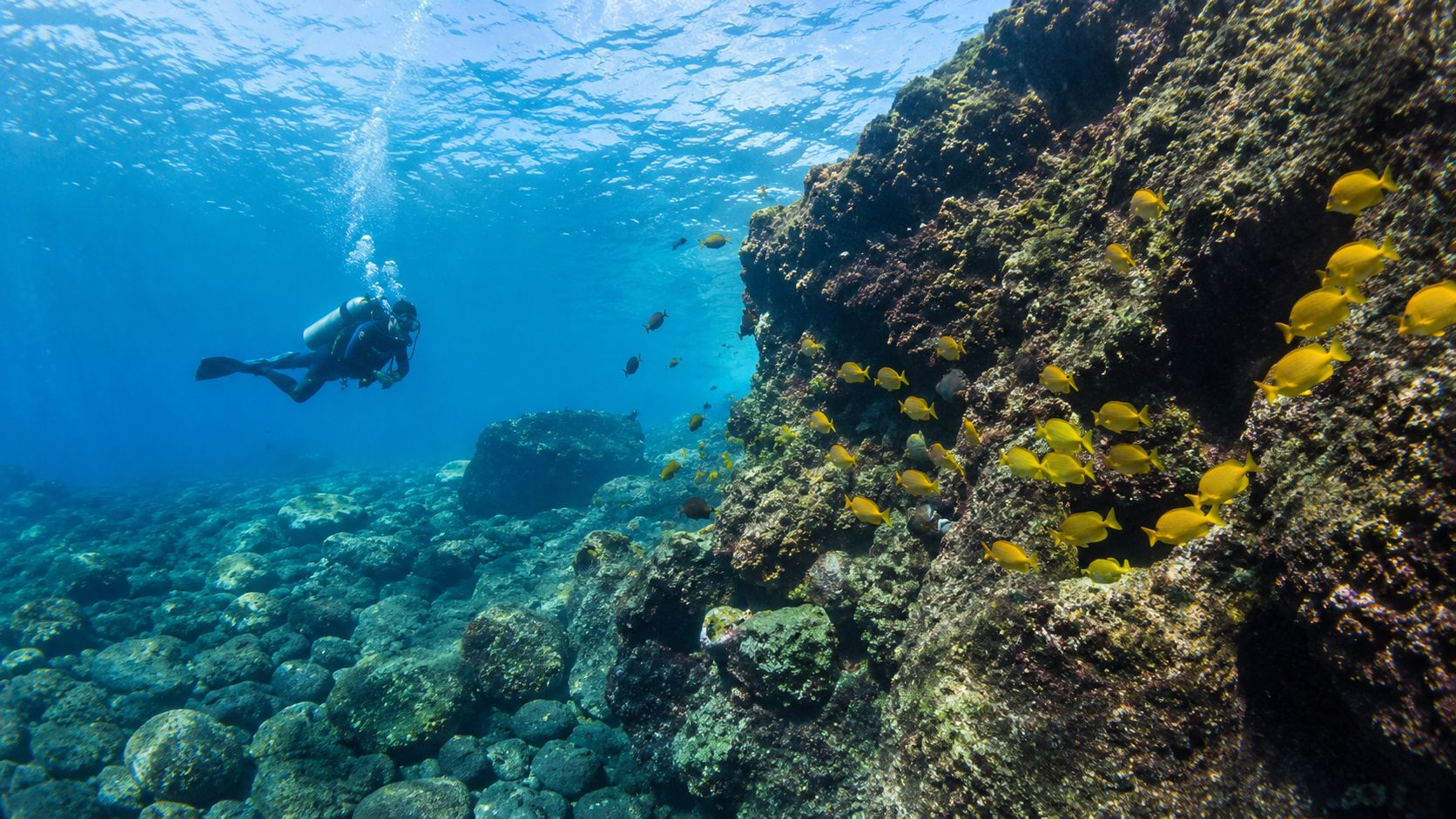 A scuba diver explores a vibrant coral reef filled with yellow tang fish in clear ocean water.