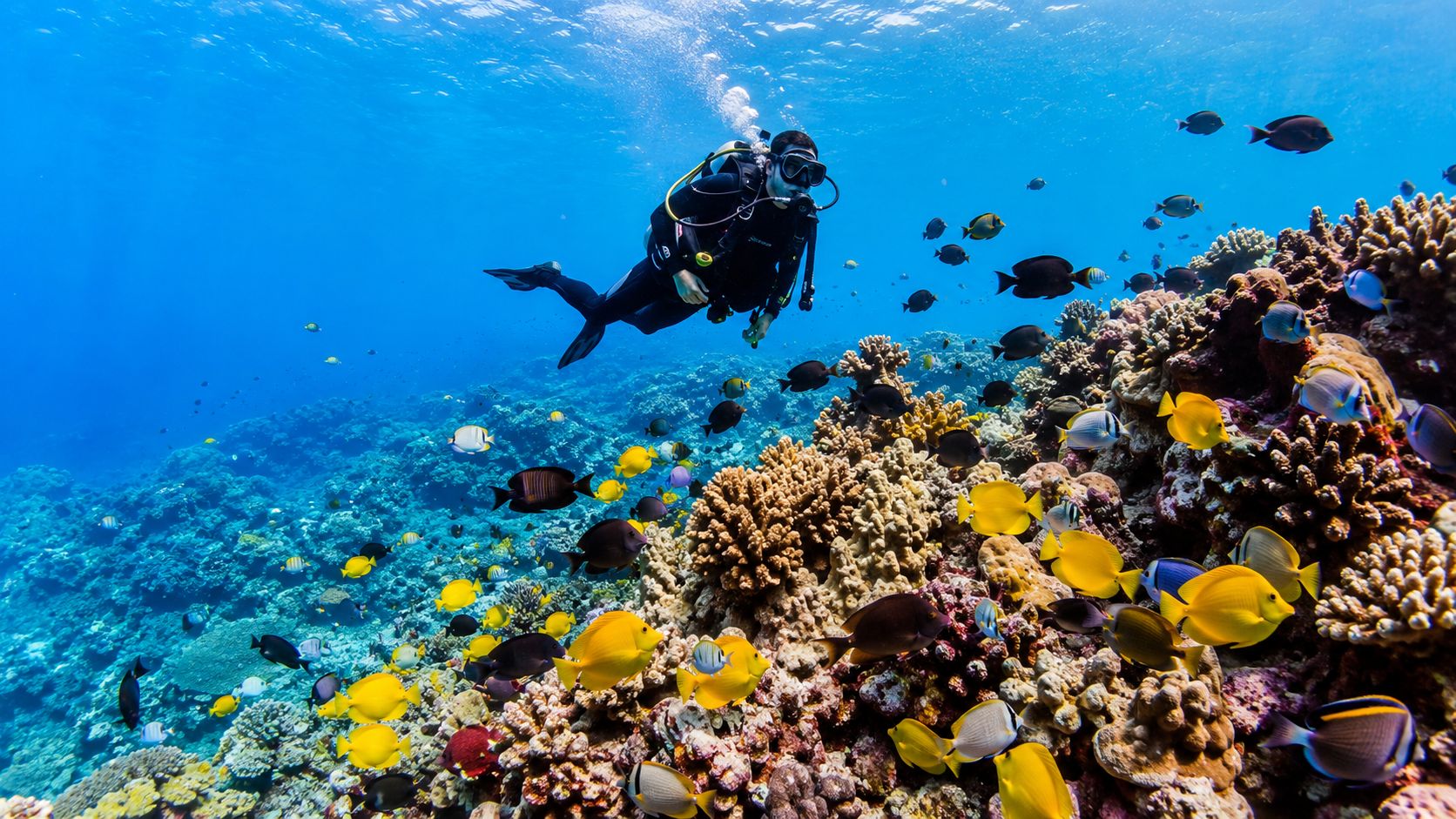 A scuba diver explores a vibrant coral reef teeming with colorful tropical fish in crystal clear water.