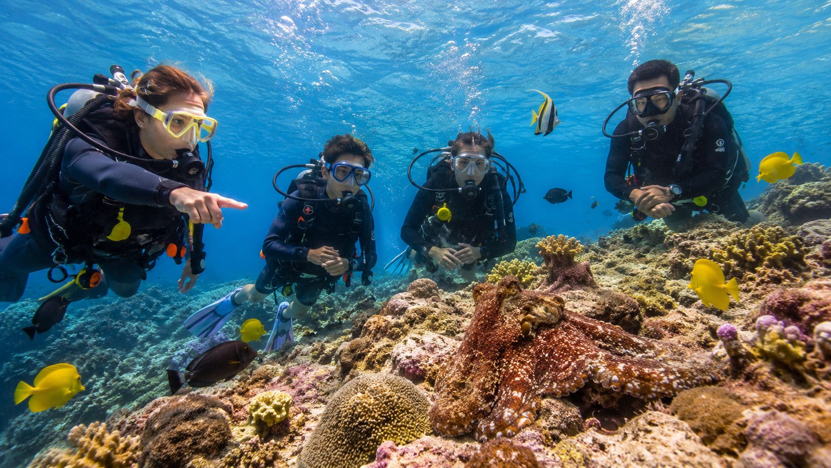 Scuba divers swimming underwater and observing a large octopus resting on the vibrant coral reef.