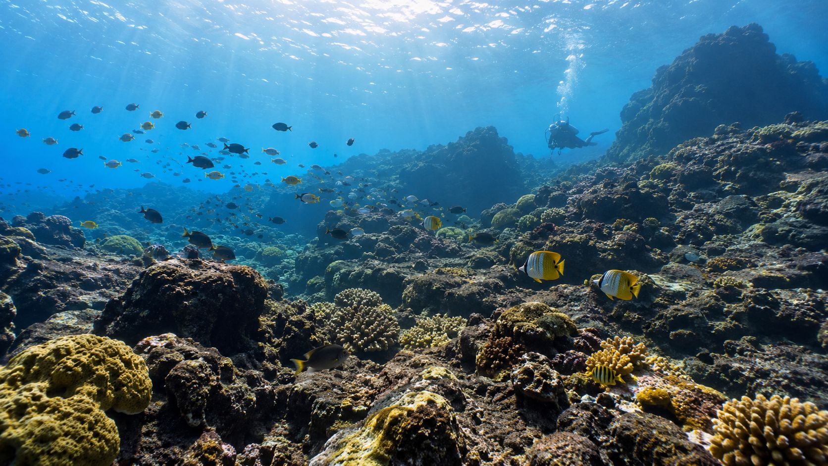 A scuba diver explores a colorful coral reef teeming with tropical fish off the coast of Hawaii.