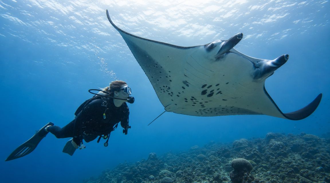 A scuba diver swims gracefully alongside a large manta ray in the clear blue tropical ocean water.