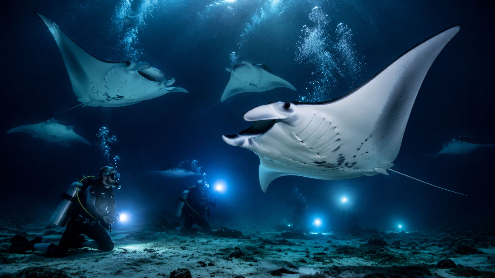 Scuba divers use underwater flashlights to observe majestic manta rays swimming in the deep dark ocean