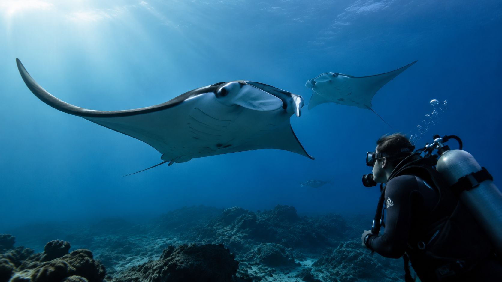 A scuba diver encounters large manta rays swimming gracefully in the deep blue ocean water near Hawaii.