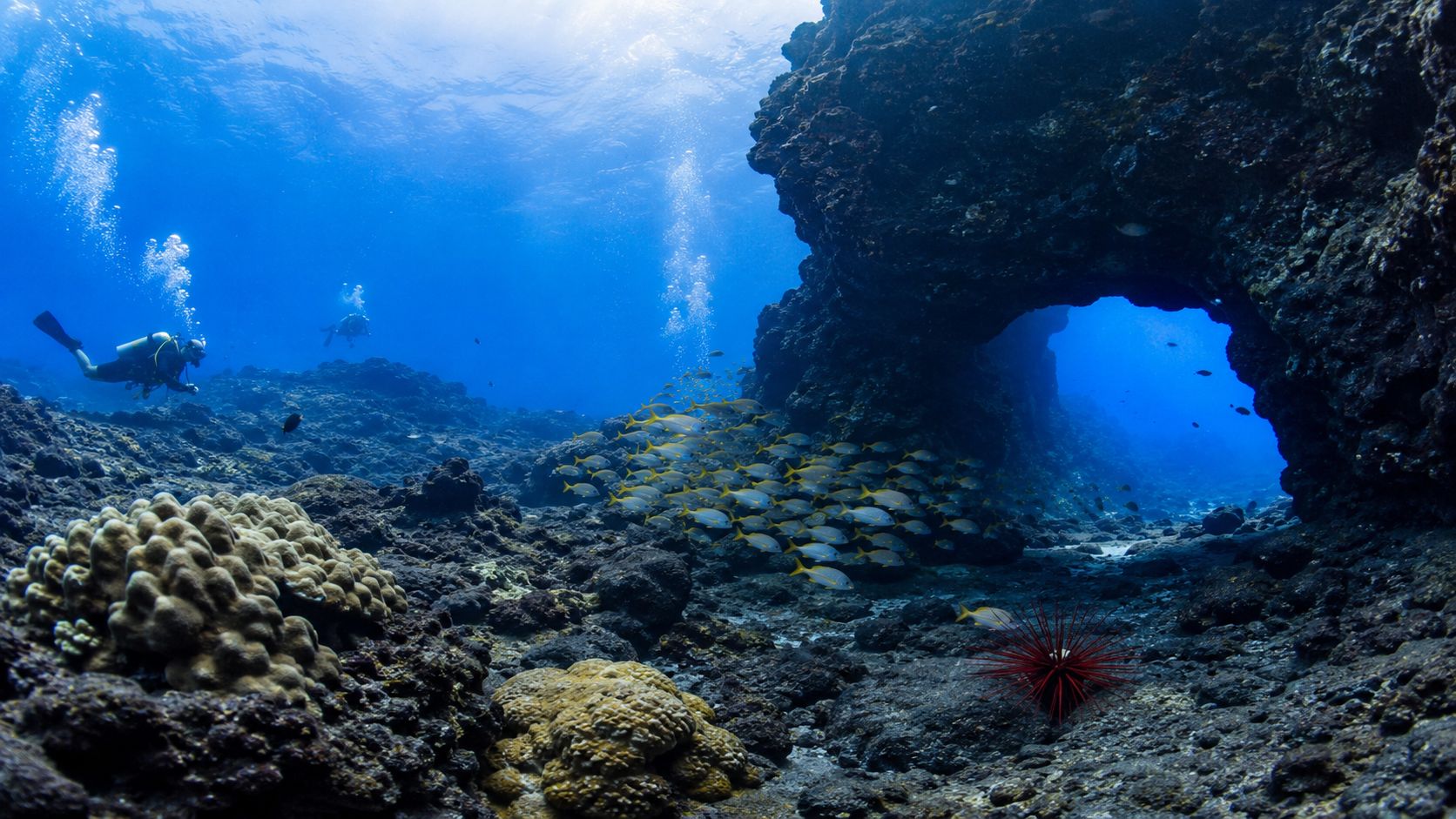 Scuba divers exploring an underwater cave formation filled with a school of bright yellow tropical fish.