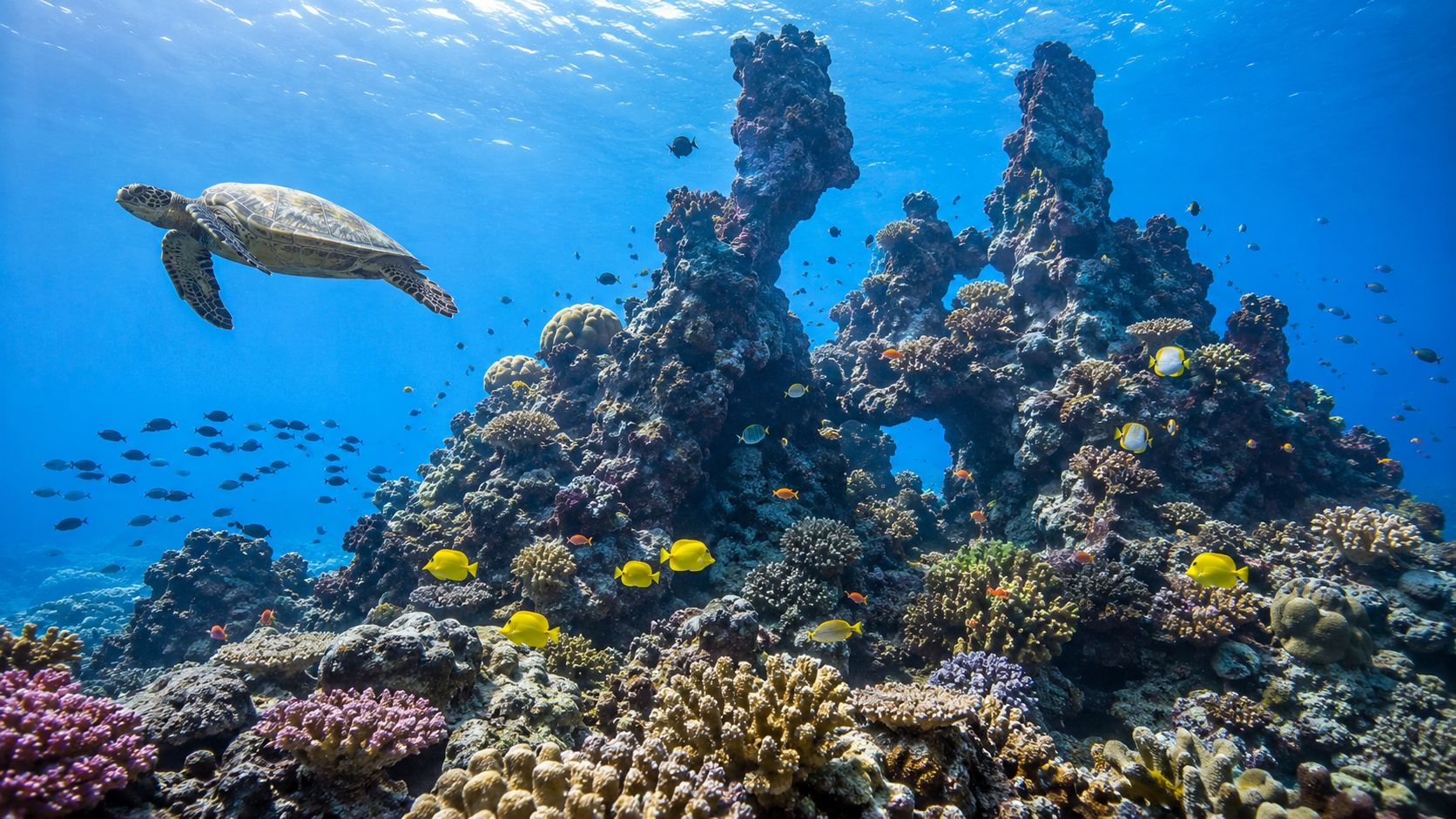 A sea turtle swims gracefully past vibrant coral reefs teeming with colorful tropical fish in clear water.