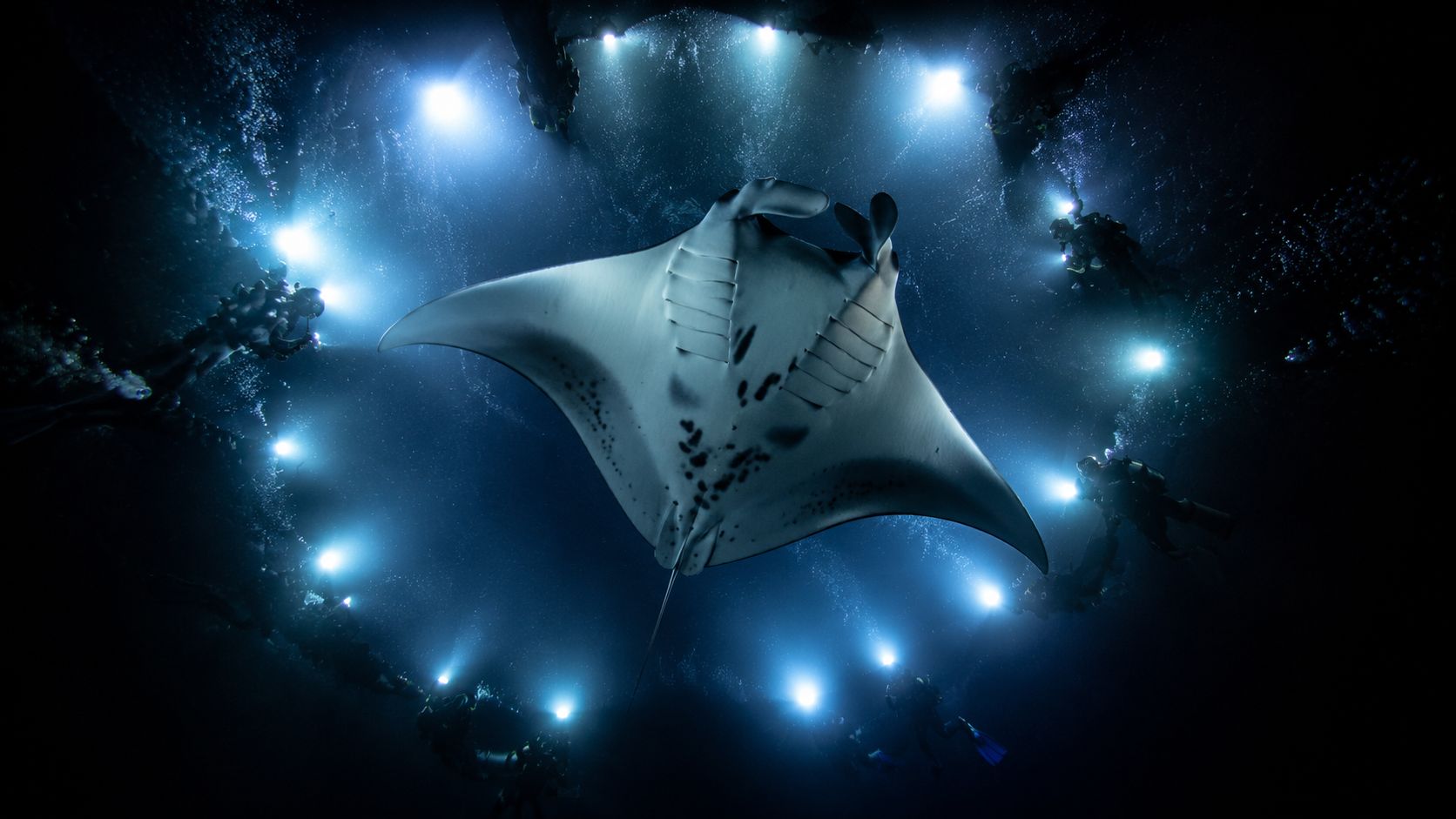 A majestic manta ray swimming above a circle of scuba divers shining bright lights underwater at night.