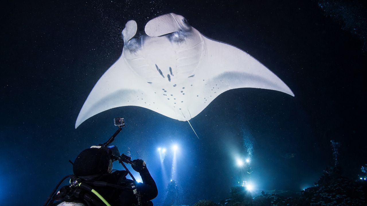 A scuba diver photographs a large manta ray swimming through the dark ocean with bright underwater lights.