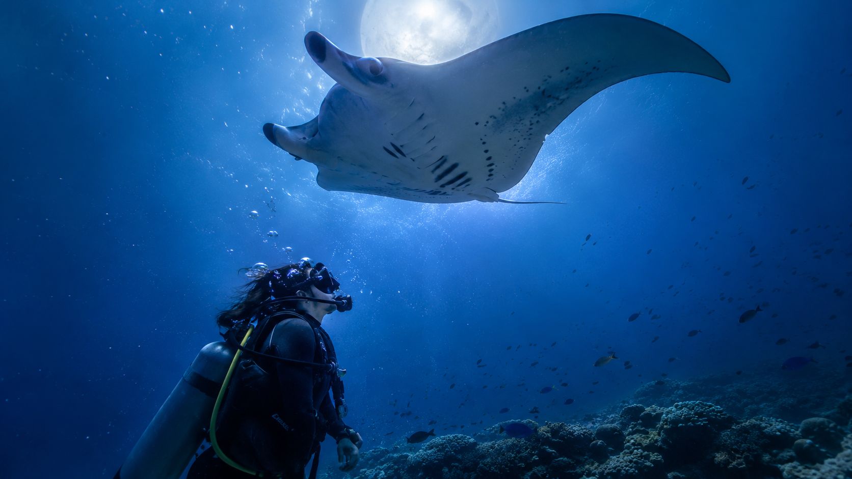 A scuba diver swims underwater alongside a large, majestic manta ray in the deep blue ocean.