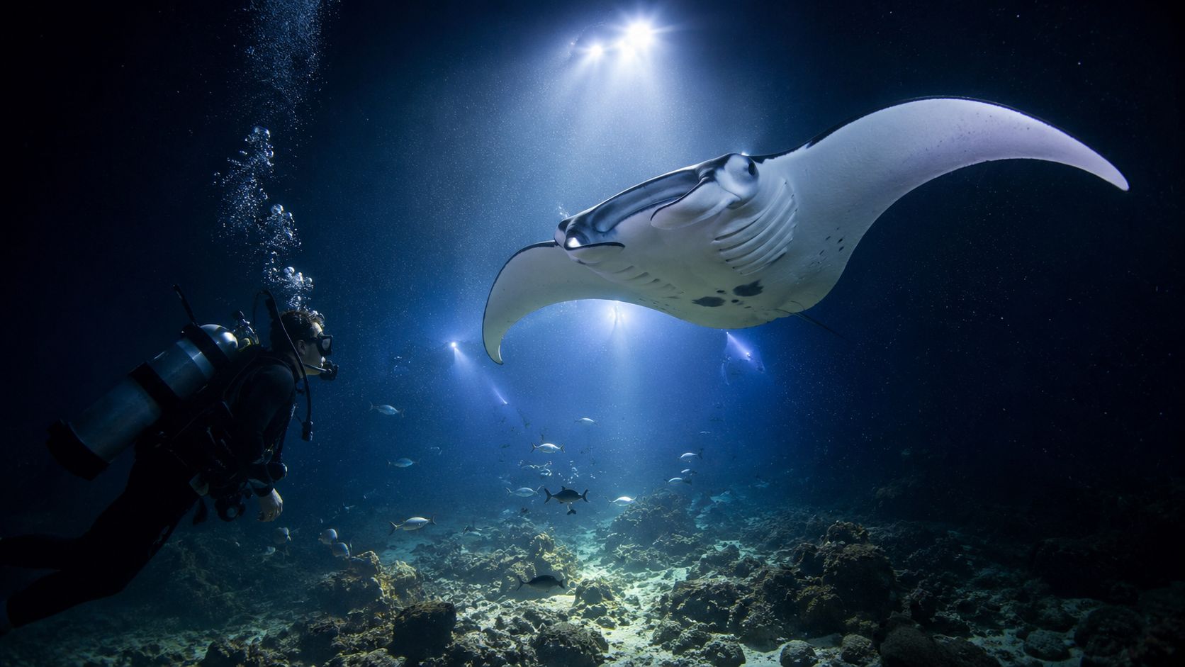 A scuba diver explores the dark ocean depths while interacting with a large, majestic manta ray underwater.