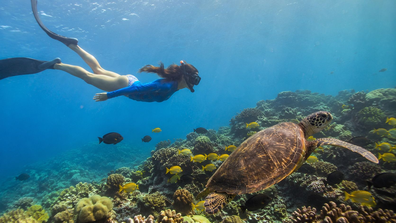 A woman snorkeling underwater next to a large sea turtle near a colorful coral reef.