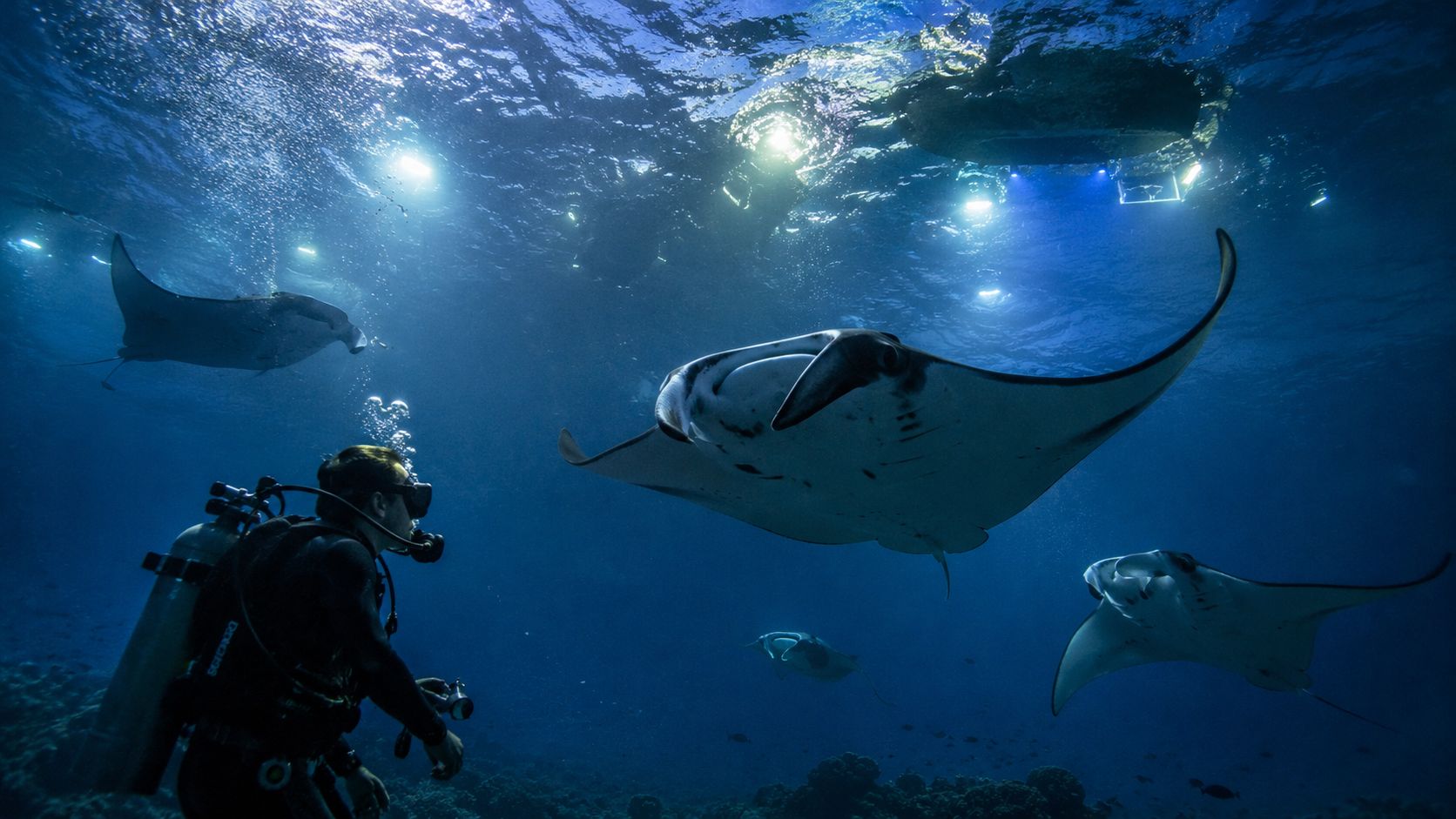 A scuba diver swims underwater alongside several graceful manta rays near the surface of the ocean.