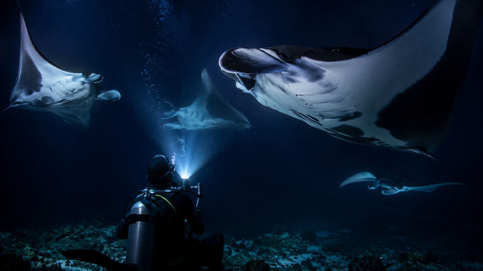 A scuba diver explores the deep ocean at night while surrounded by large, graceful manta rays.