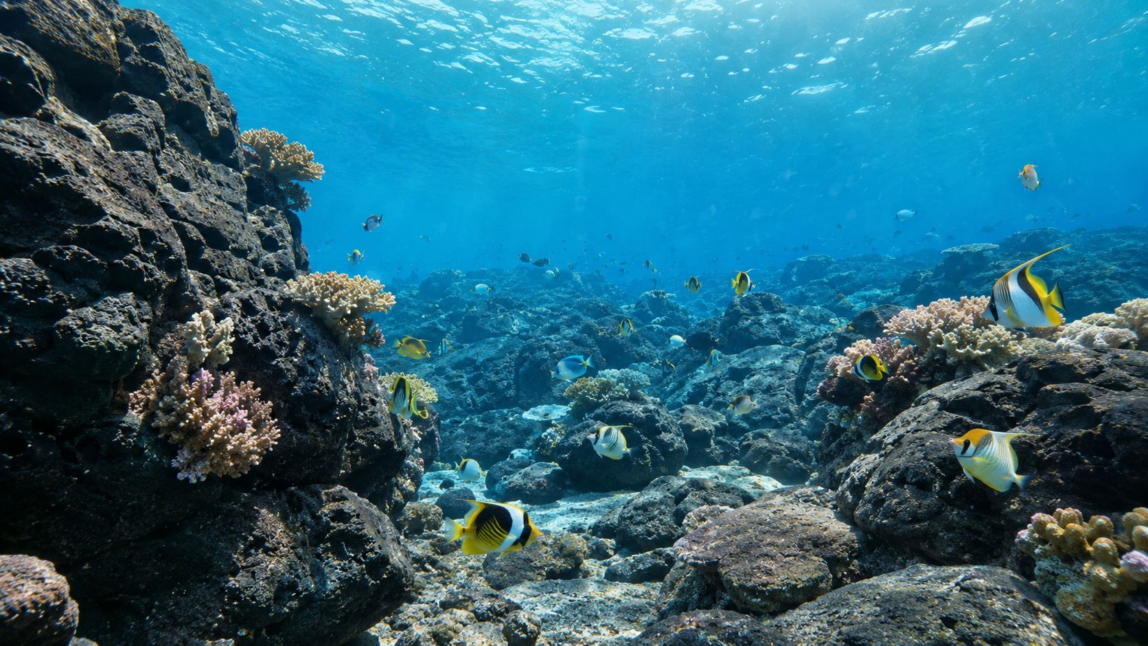A scenic view of a vibrant coral reef teeming with colorful tropical fish near Kona Big Island.