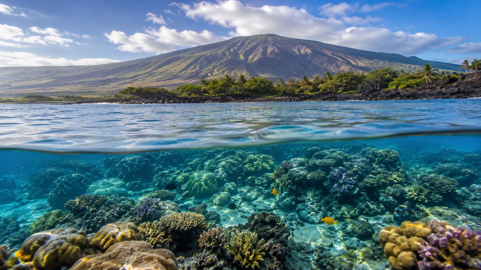 A split-view shot showing a vibrant coral reef underwater with tropical fish below a scenic mountain coastline.