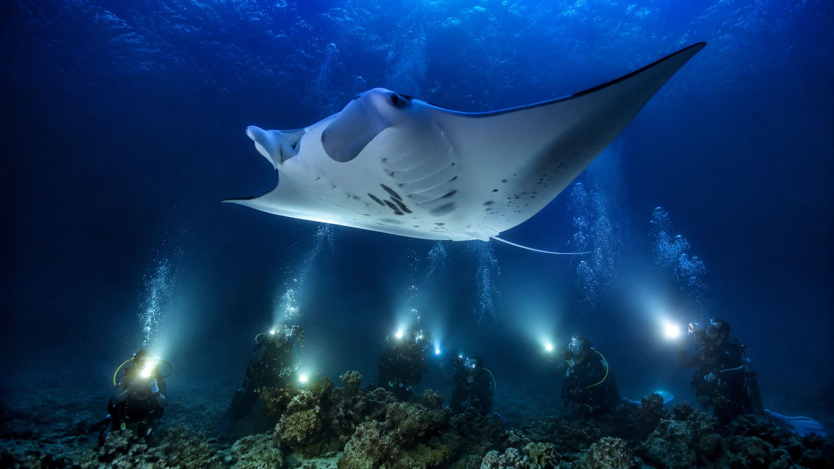 Scuba divers with bright lights observing a majestic manta ray swimming in deep blue ocean water.