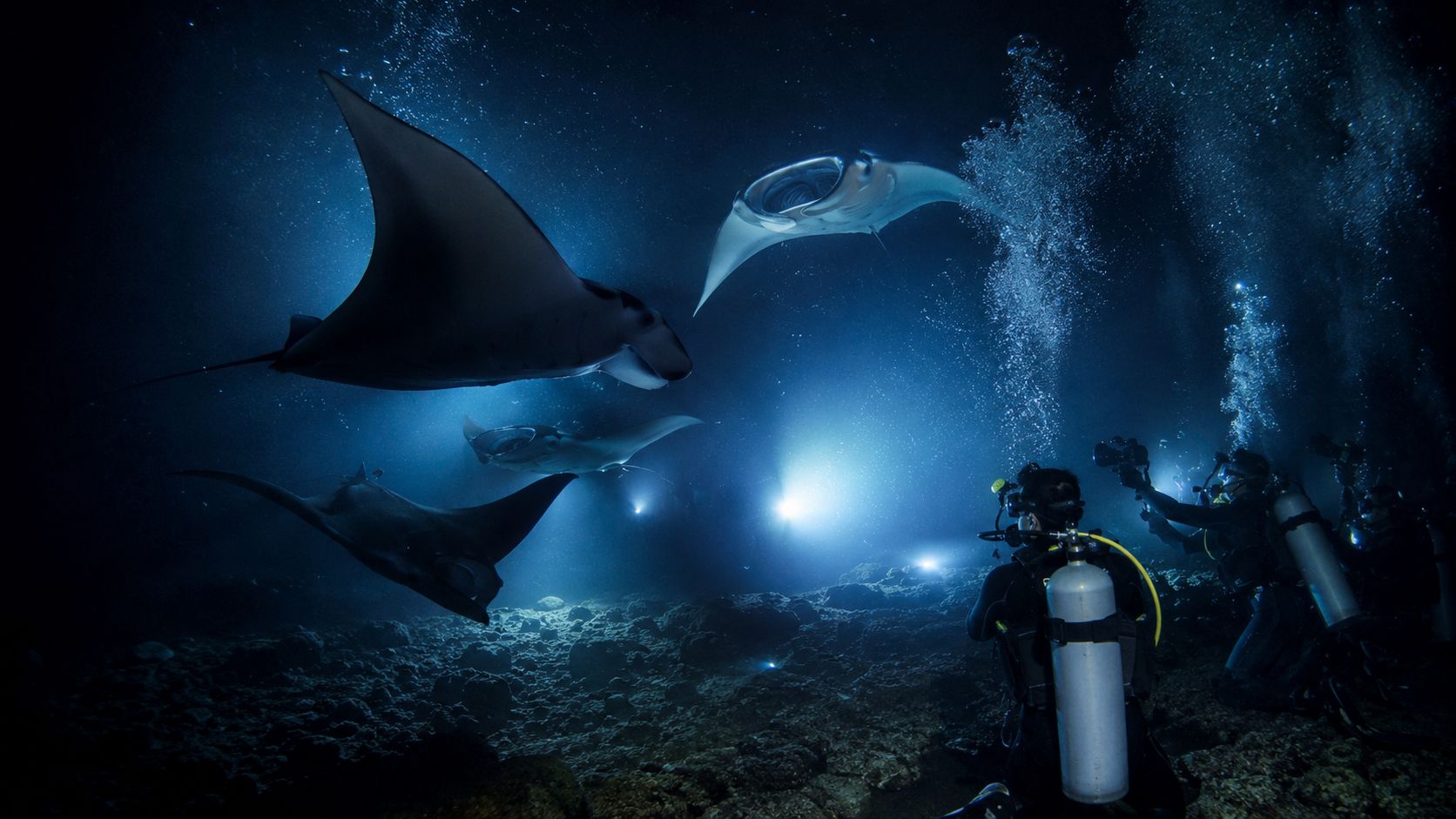 Scuba divers use underwater lights to observe majestic manta rays swimming in the deep ocean at night.