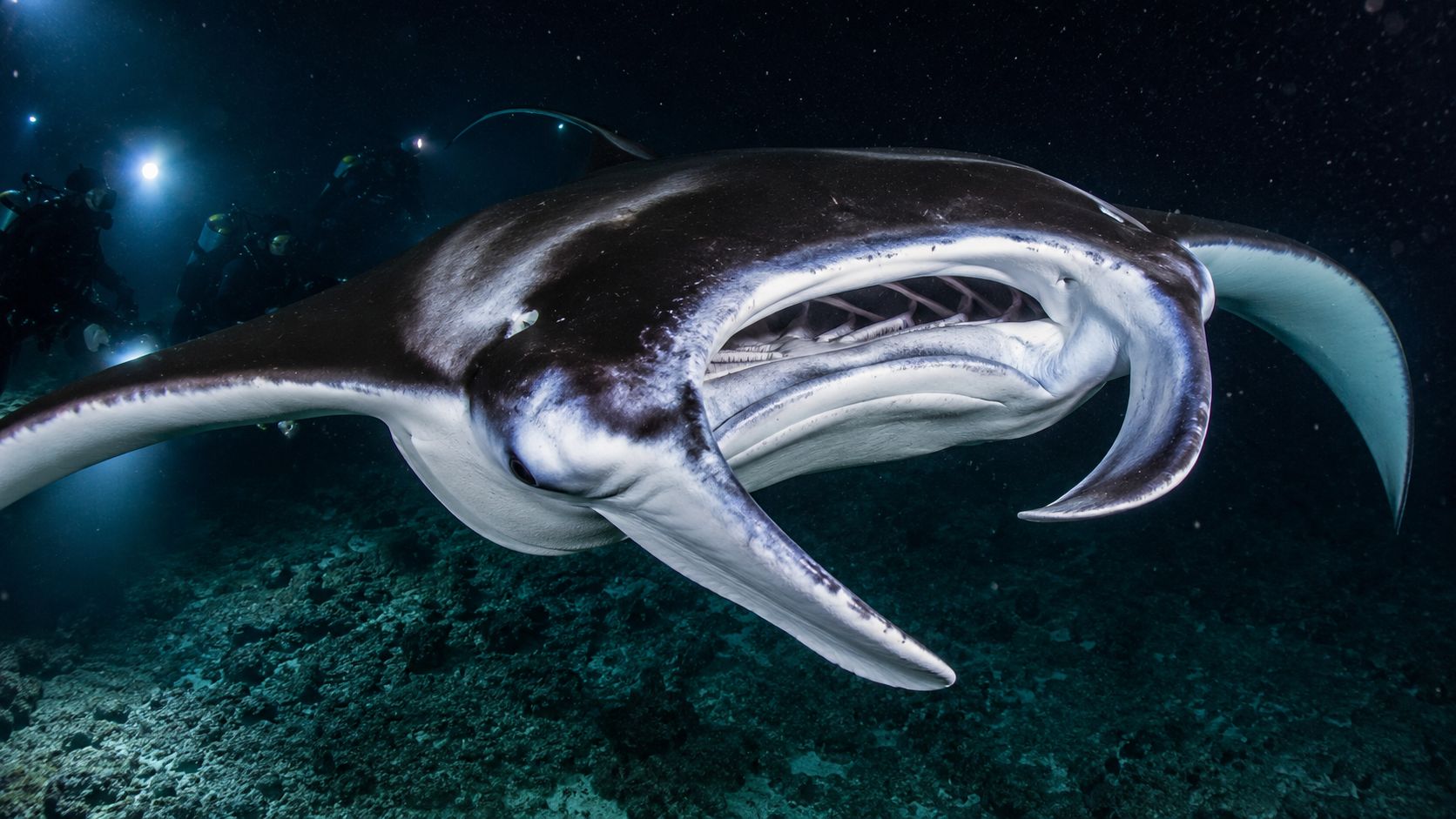 A large manta ray swimming toward a scuba diver in the dark ocean at night.
