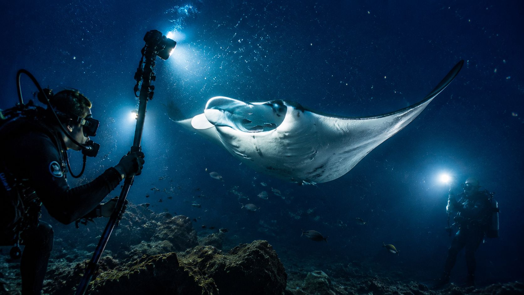 Scuba divers use underwater lights to photograph a majestic manta ray swimming in deep ocean waters.