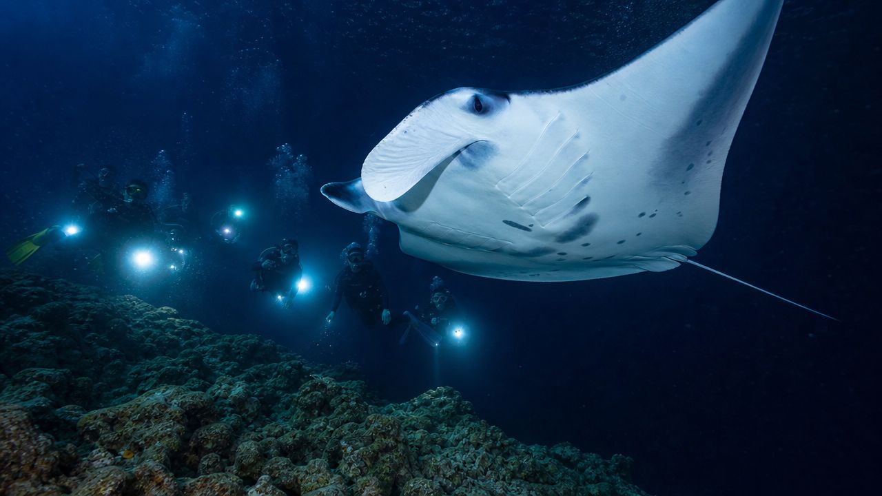 Scuba divers with bright lights swimming alongside a majestic manta ray in dark ocean waters