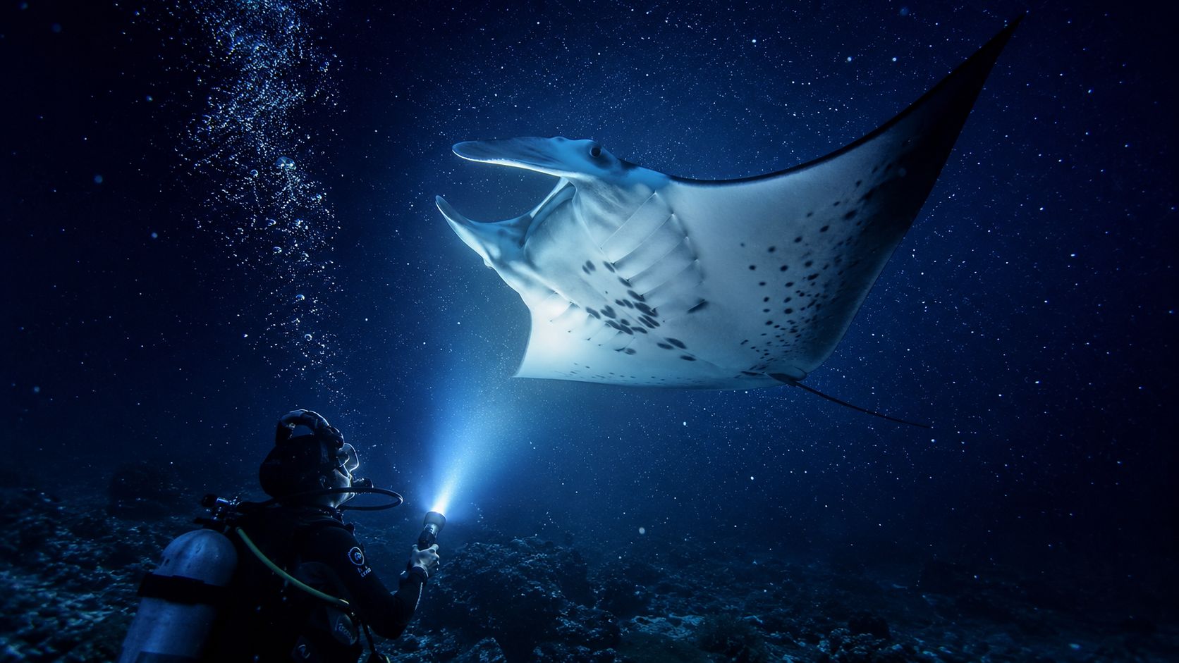 A scuba diver explores the deep ocean at night, shining a light on a majestic manta ray.