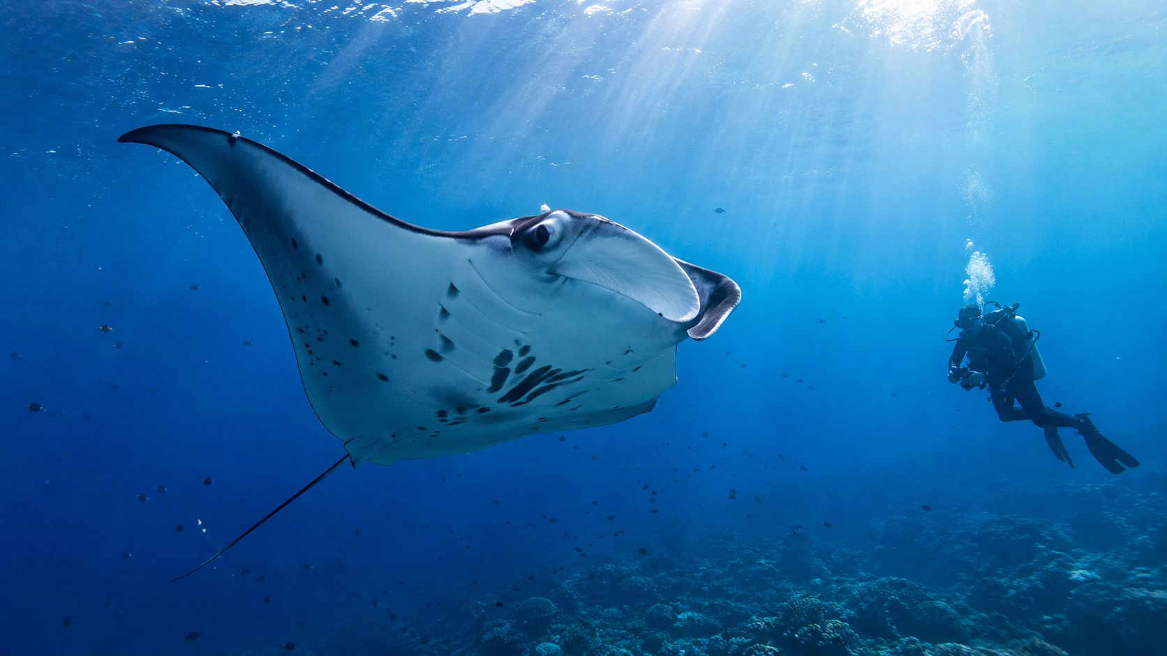 A scuba diver swims alongside a large manta ray in the deep blue ocean waters.