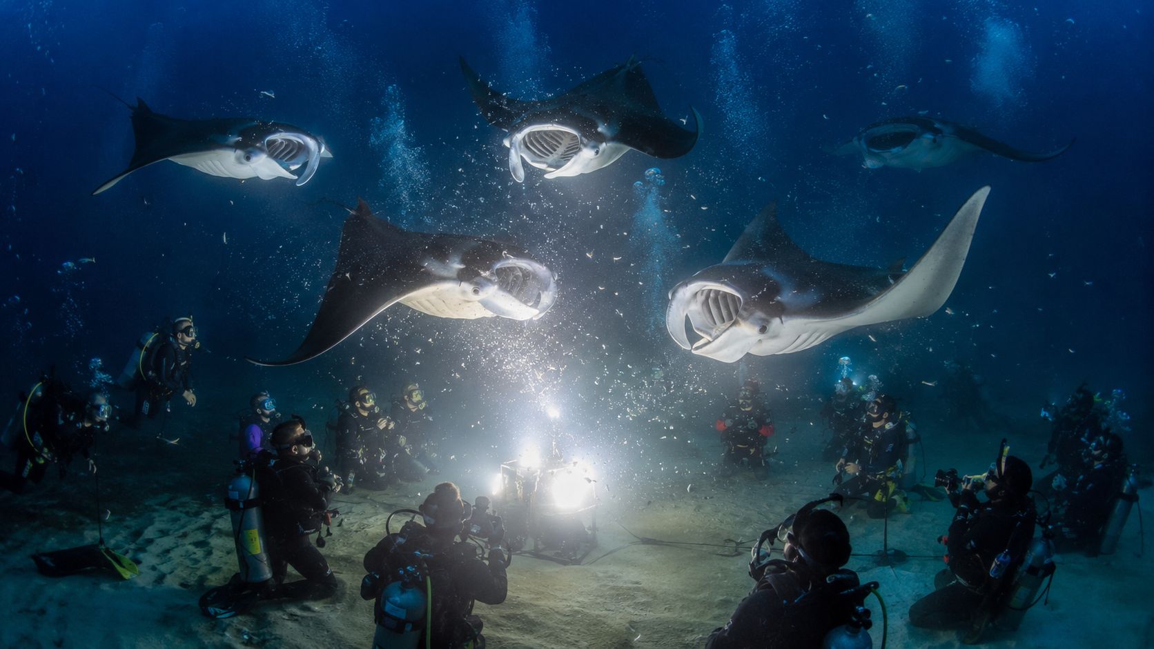 Scuba divers capturing night photos of manta rays feeding above bright underwater lights in Kona, Hawaii.